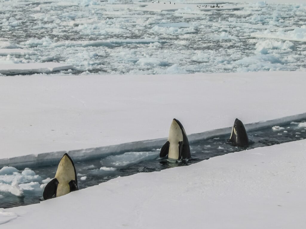 Orcas in the ice 