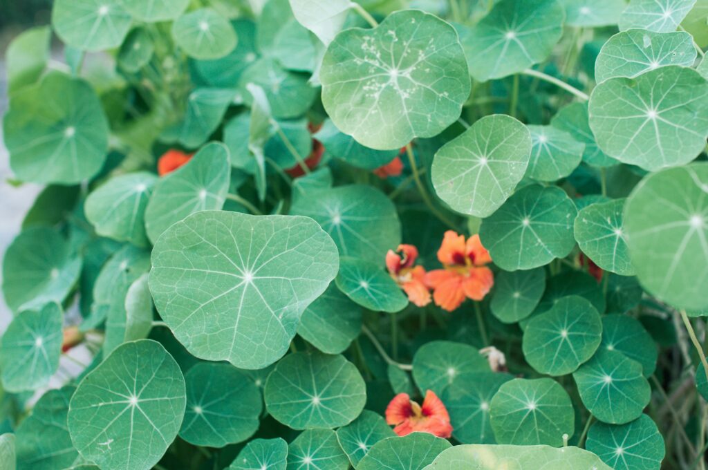 nasturtium 