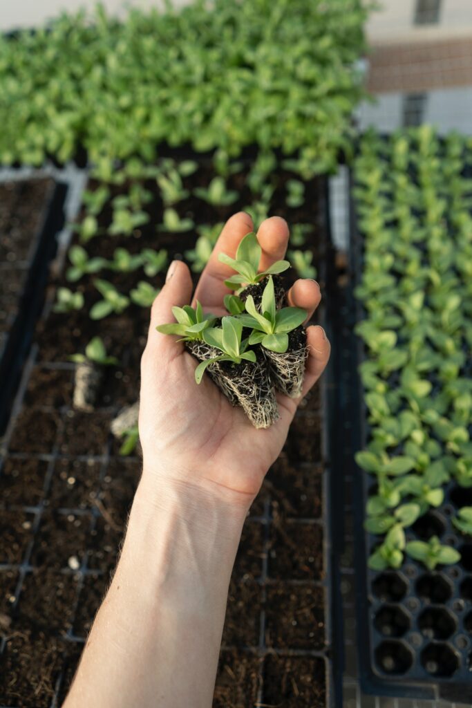 a hand holding baby plants