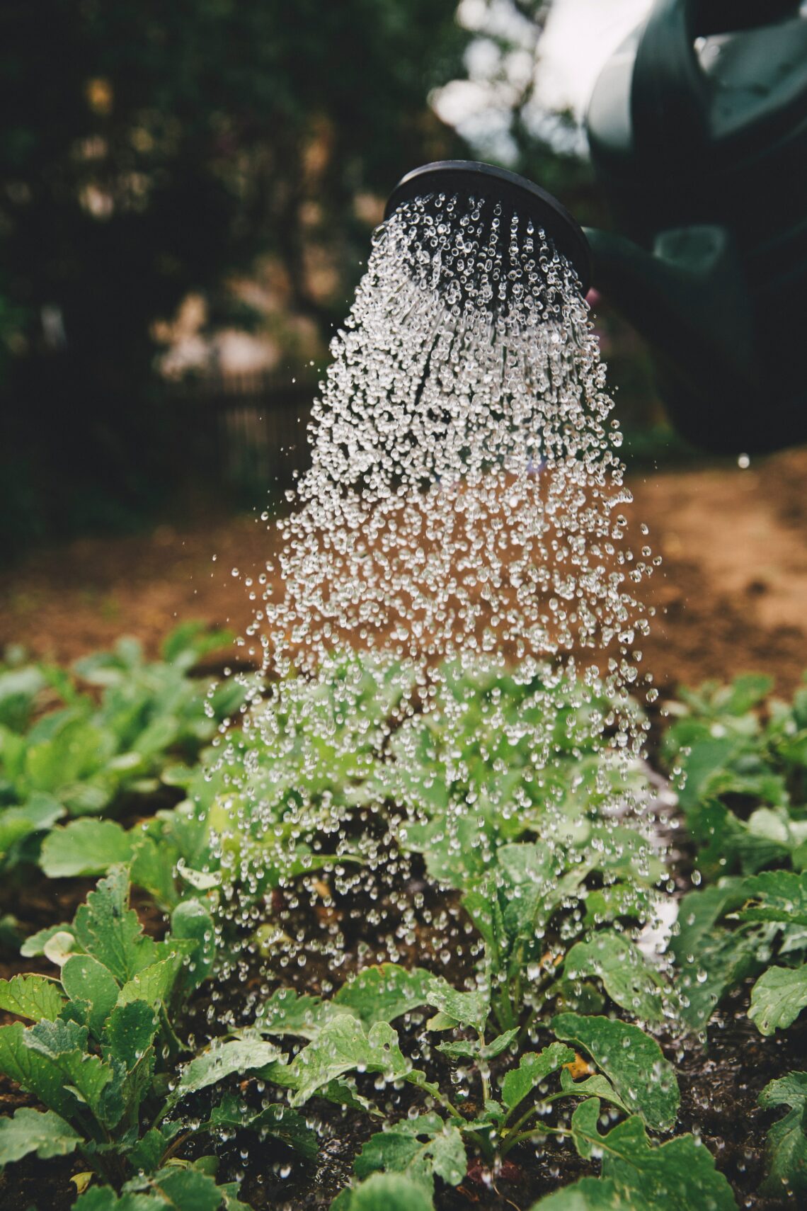 a watering can, watering a bed of lettuce